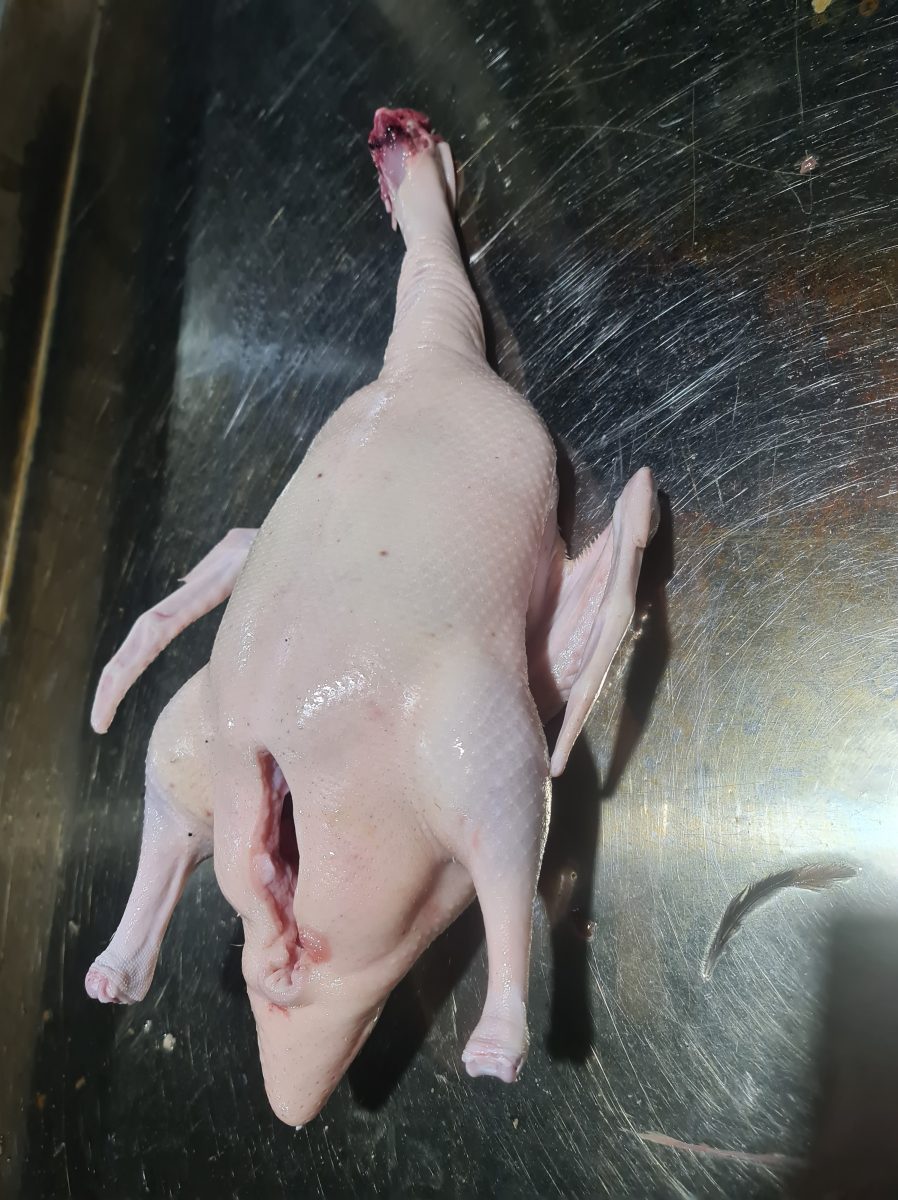 cung cấp vịt bọng
